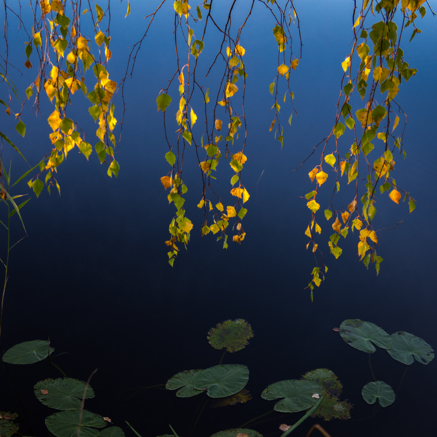 Осенний сюжет.