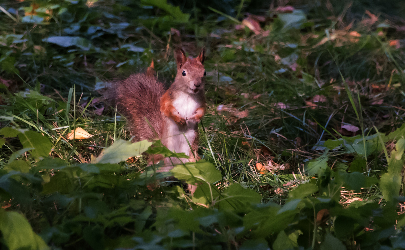 Застенчивая белка