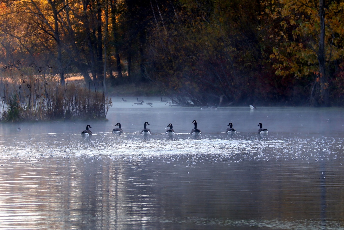 Утренний променад