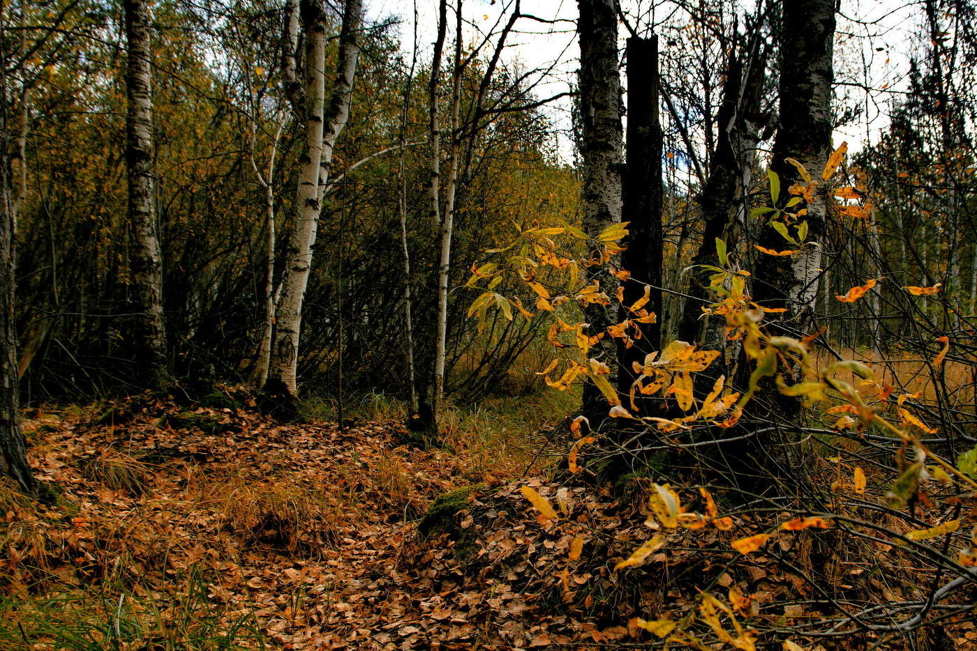 **Осенний лес.*