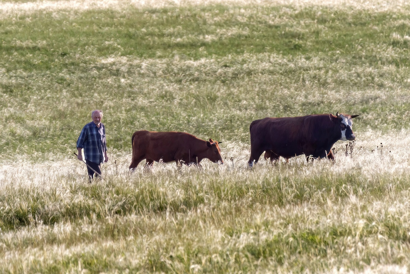 Жениться повёл