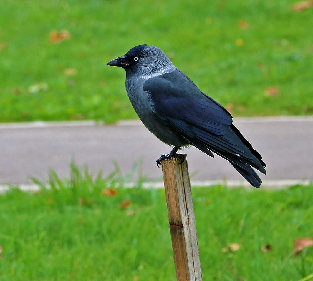 Галка на палке