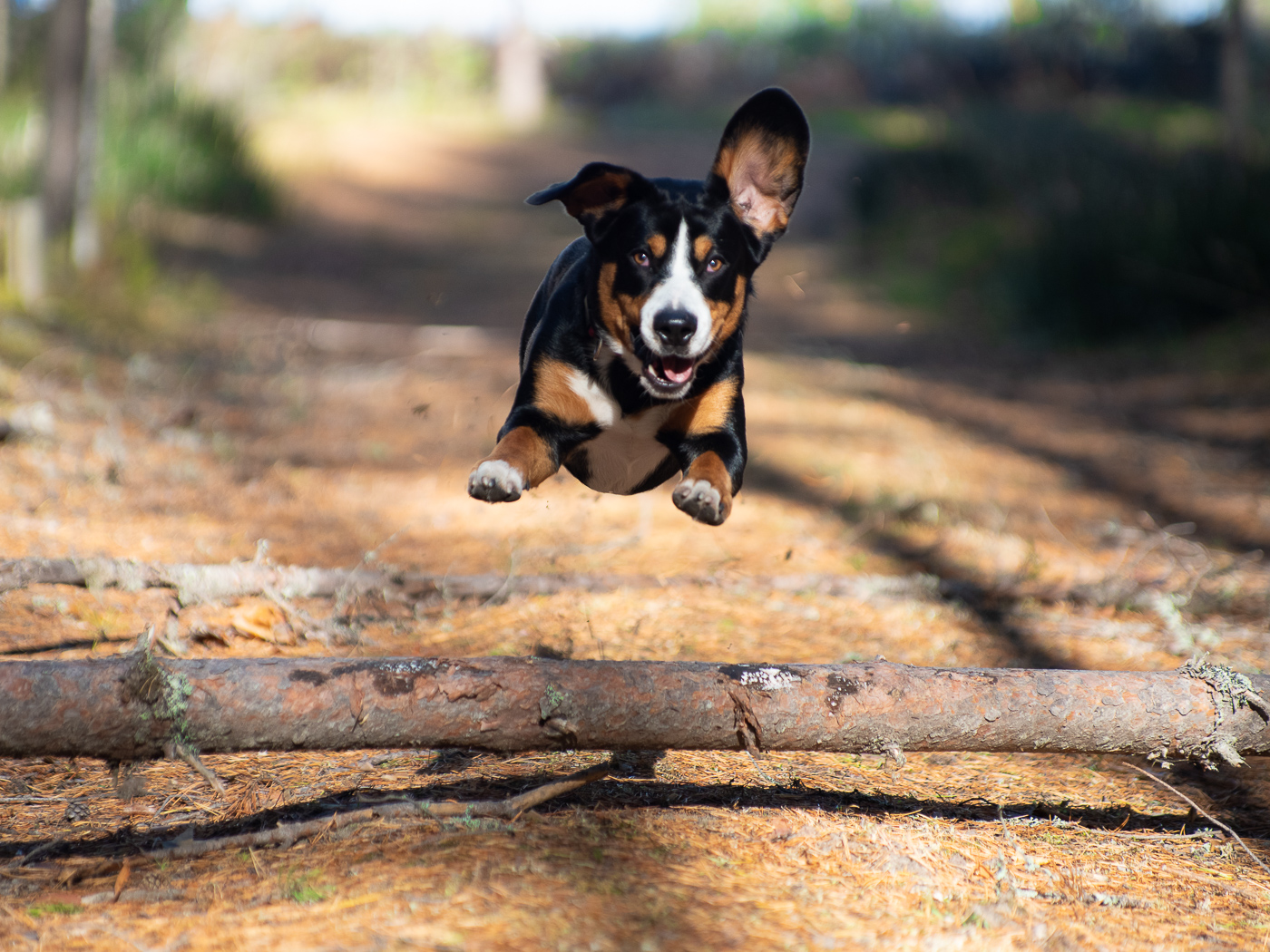 Батончик счастья