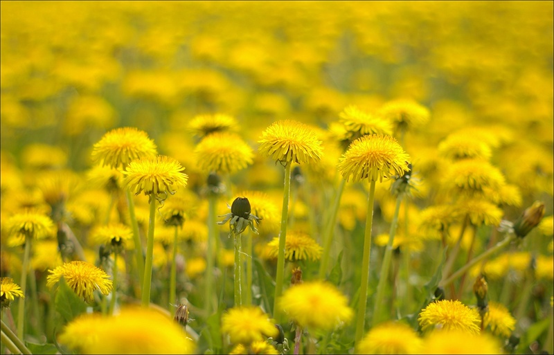 Весеннее.. Одуванчиковое..