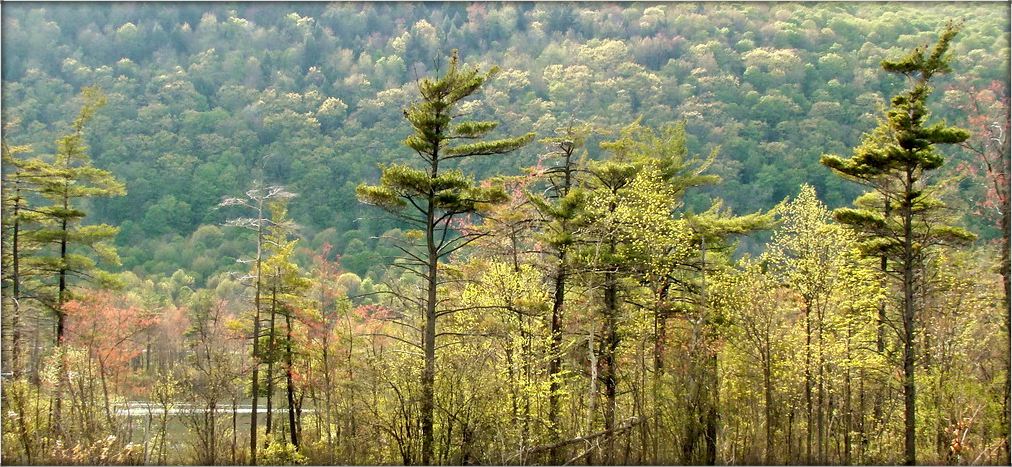 пенсільваньскі травень