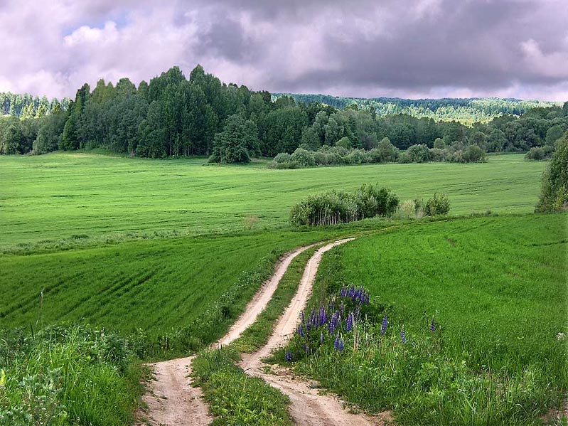 Полевая дорога