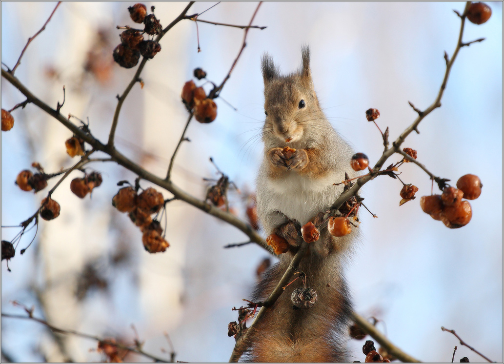 вегетарианка