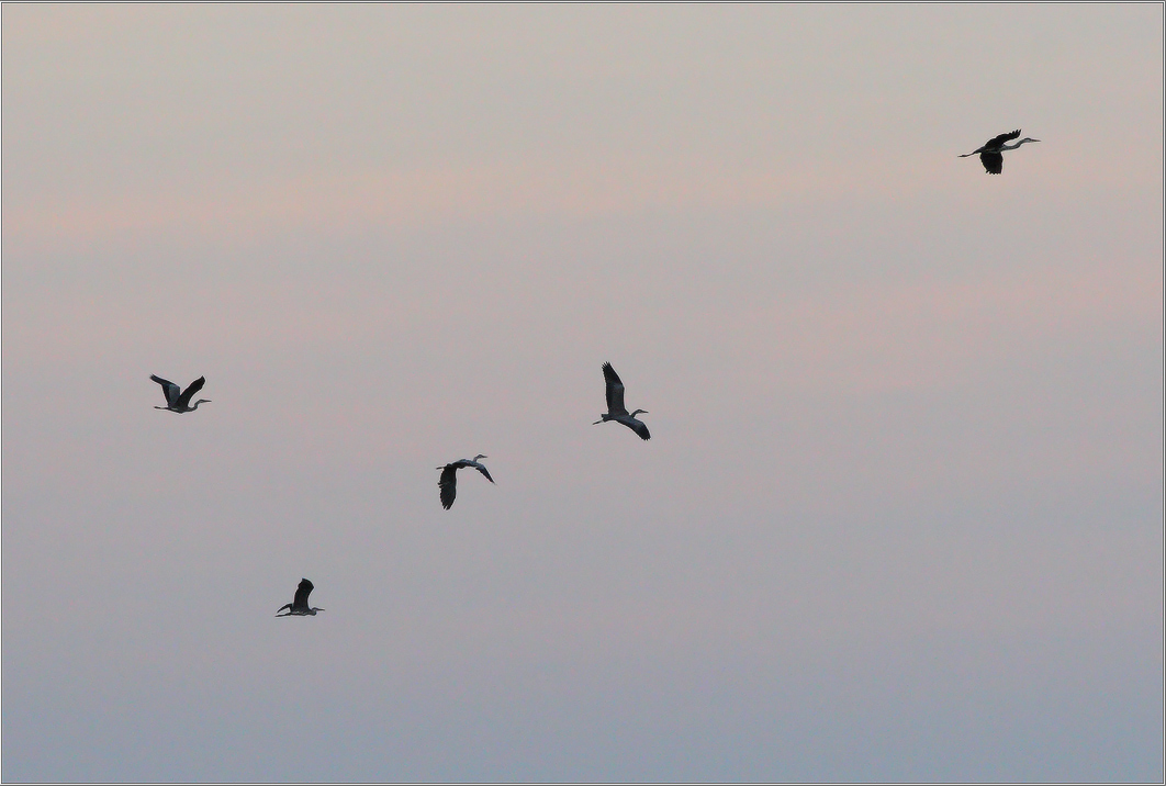 ноктюрн серых цапель