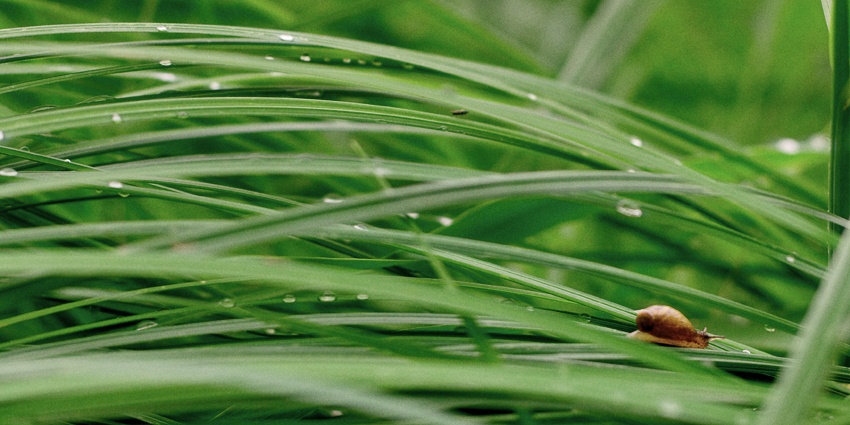 живой нюанс