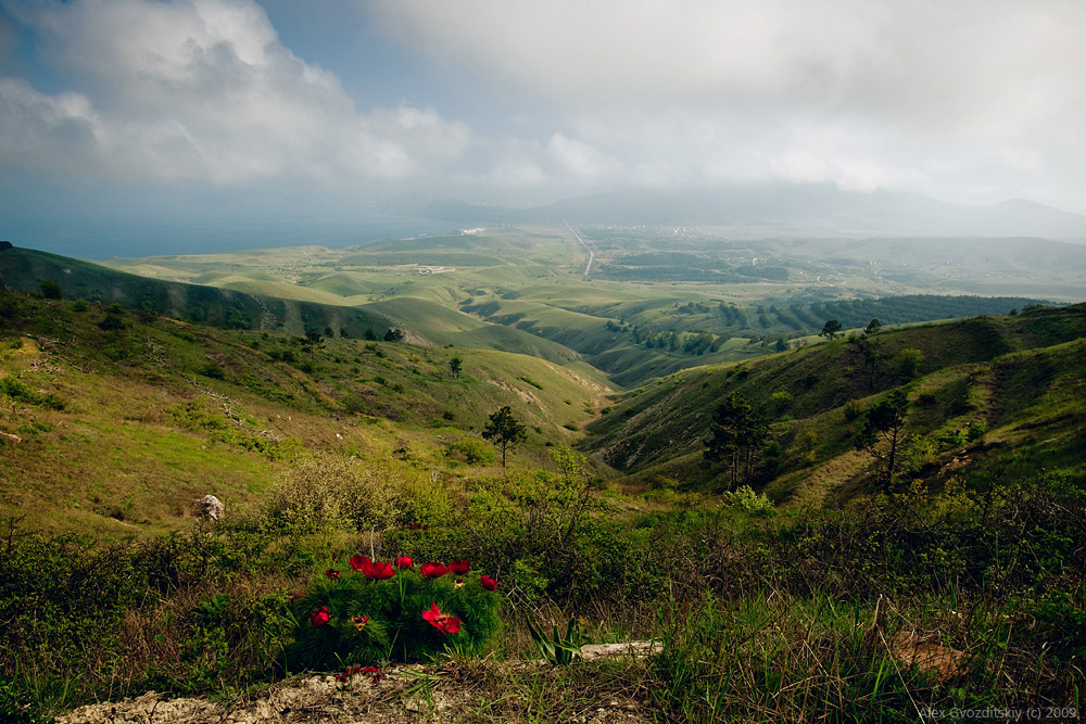 Пейзаж с пионами