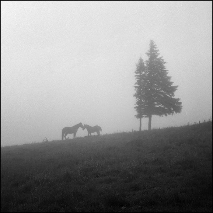 В ожидании ковчега