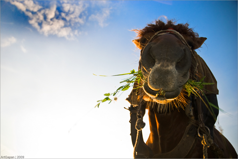 Красавчег:)