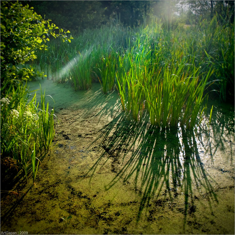 Утренняя | Болотная