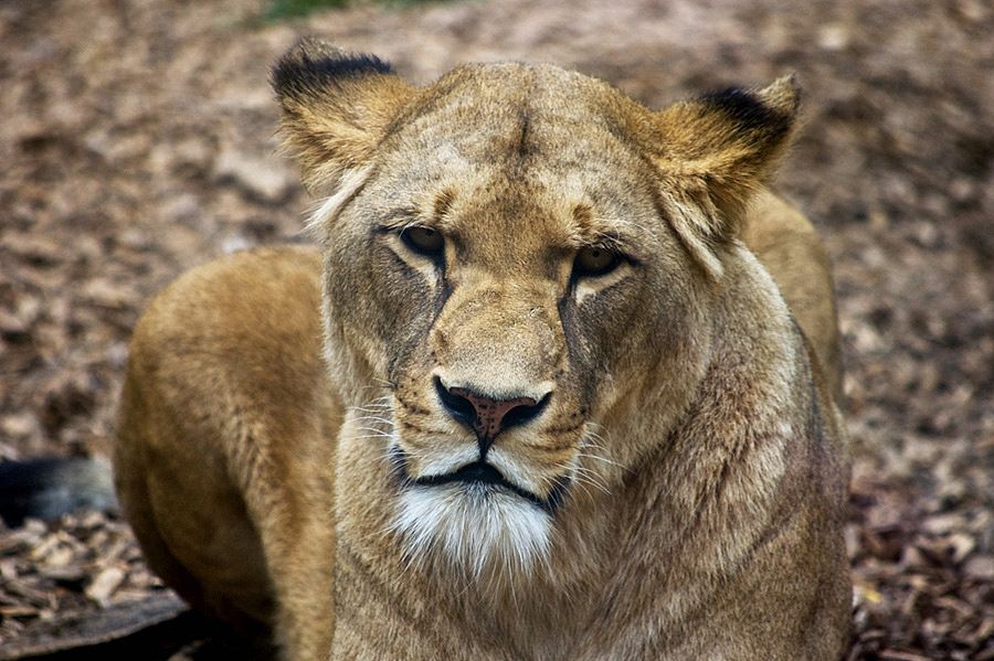 ...Еду принес?