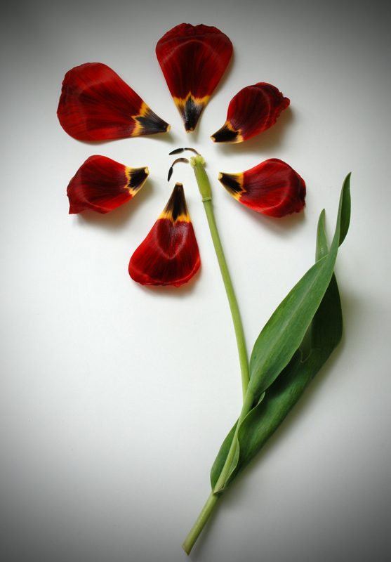 вторая жизнь