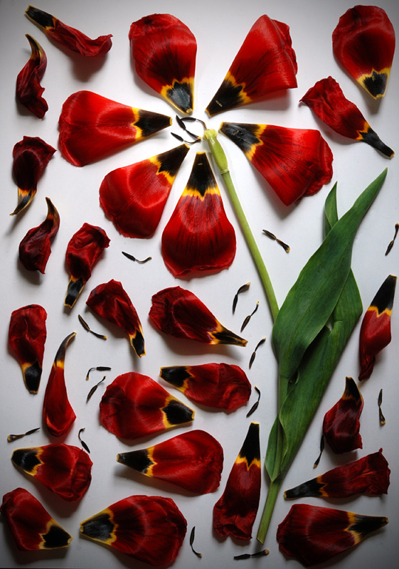 вторая жизнь II