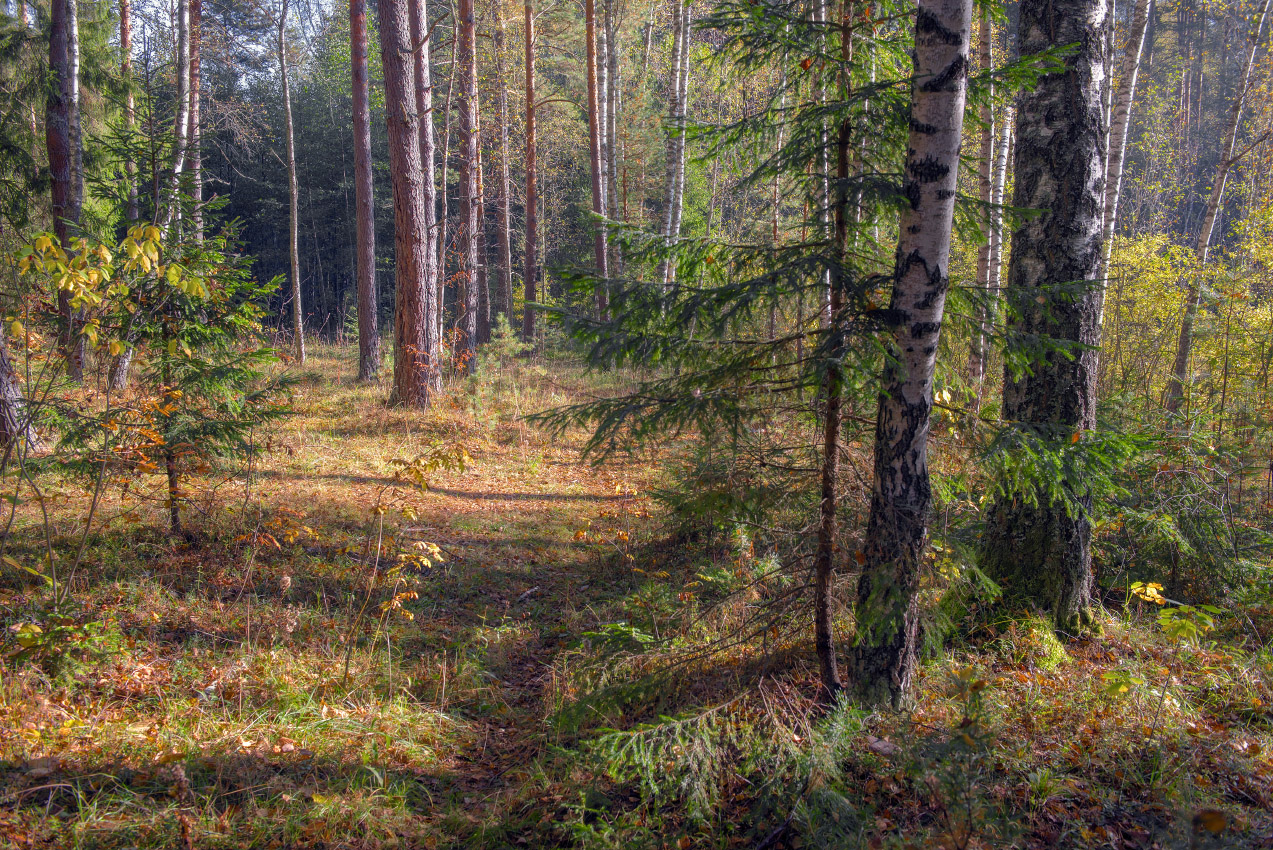 На лесной тропинке