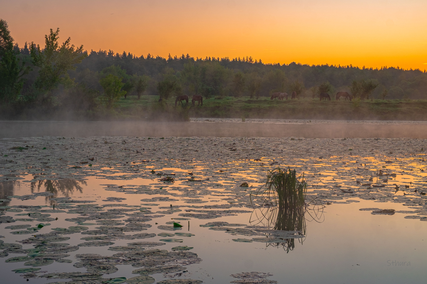 Летнее утро. Июль.