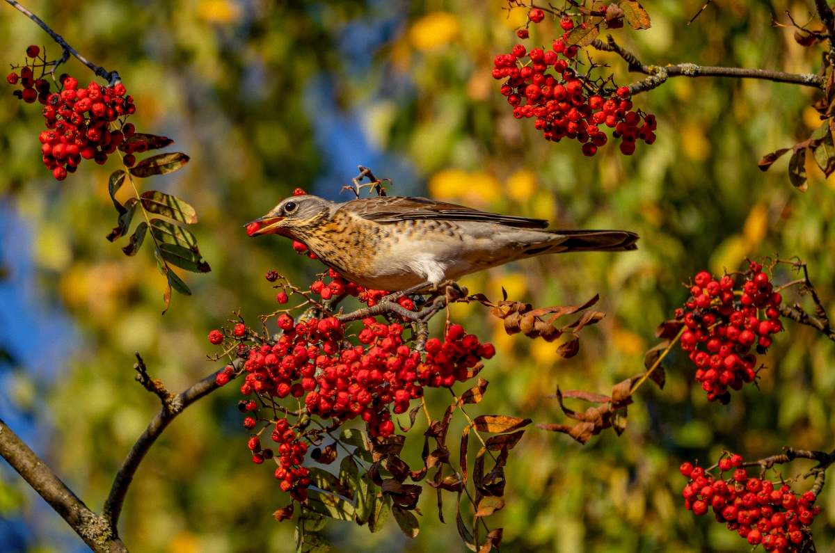 Рябиновый пир