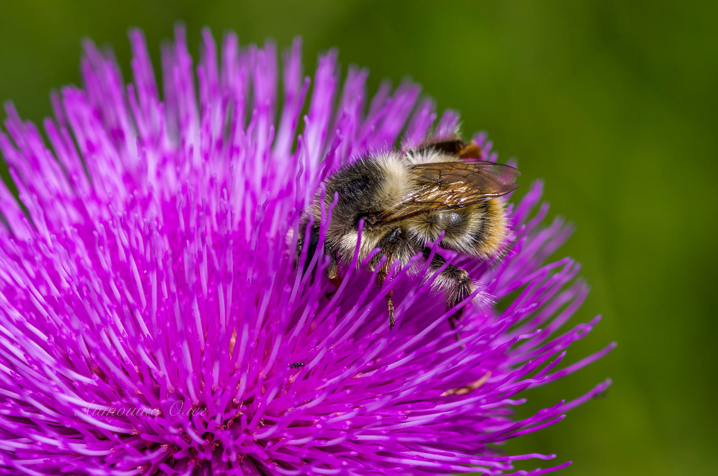 Шмель и бодяк.