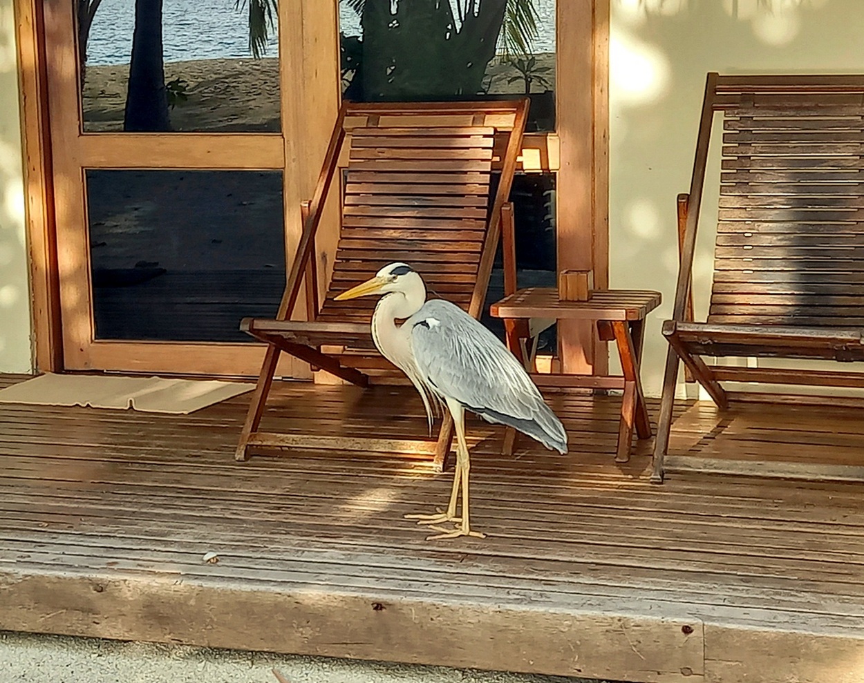 Цапля пришла к отдыхающим