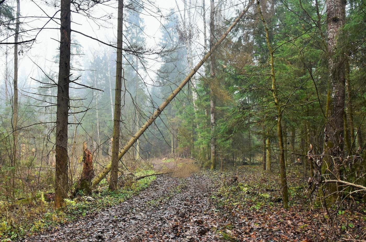 "Опять пришла пора дождей ..."
