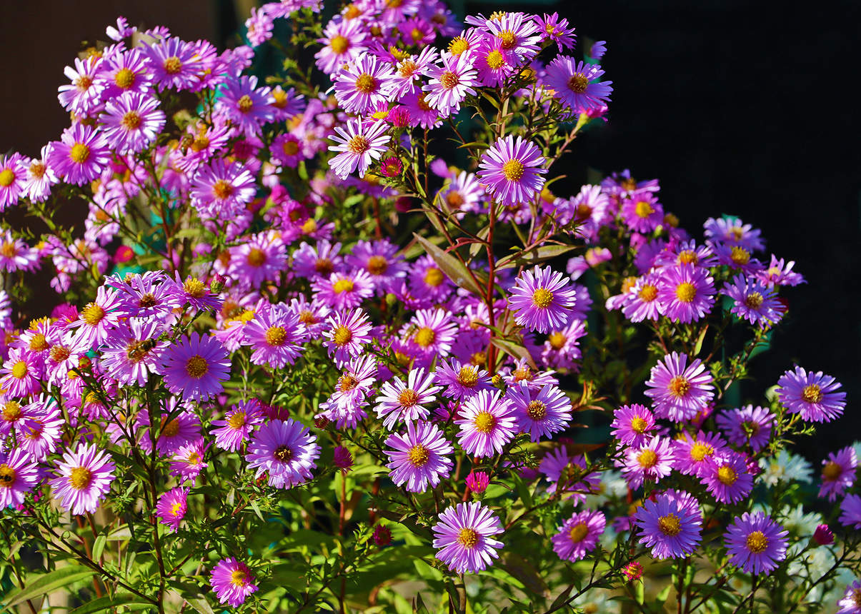 В начале октября