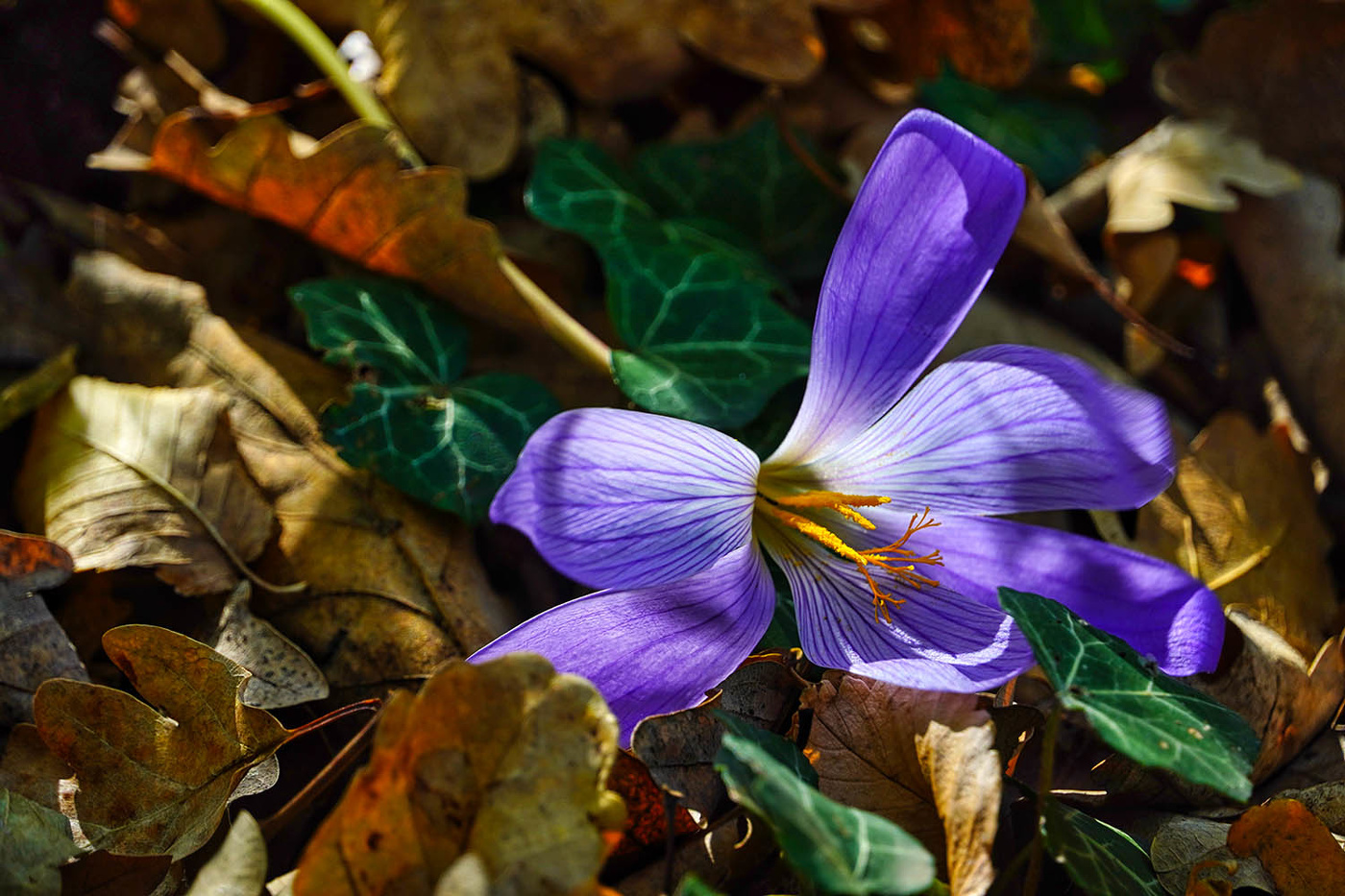 Крокус прекрасный