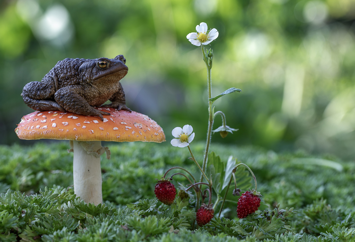 Царевна-жабушка)