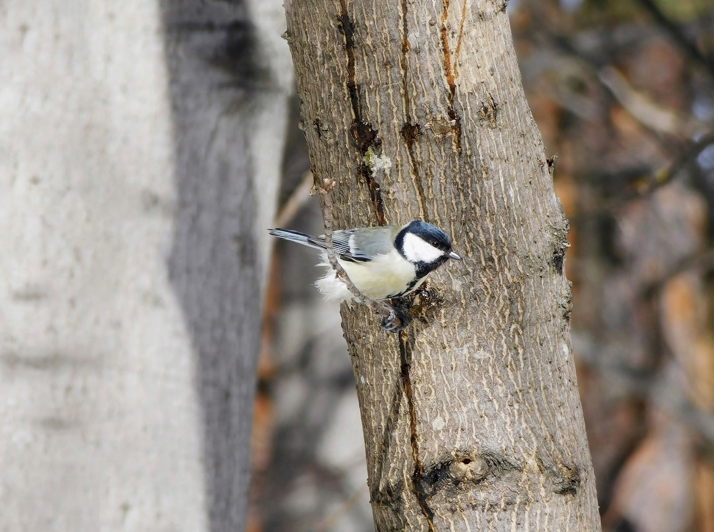 Лесная синичка