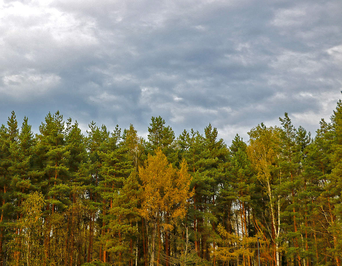 Уж небо осенью дышало...