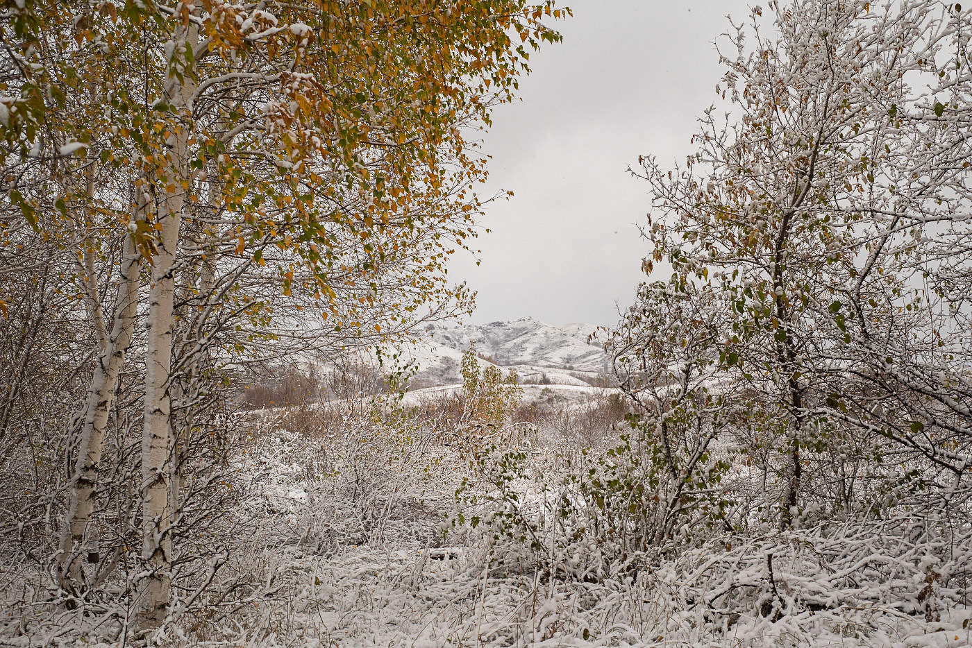 Первый снег