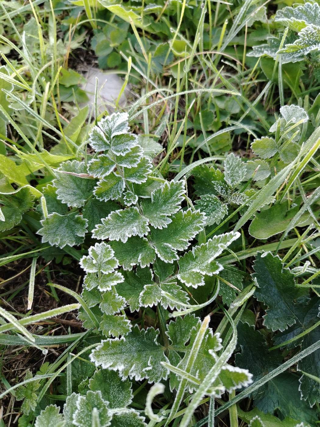 Первый заморозок