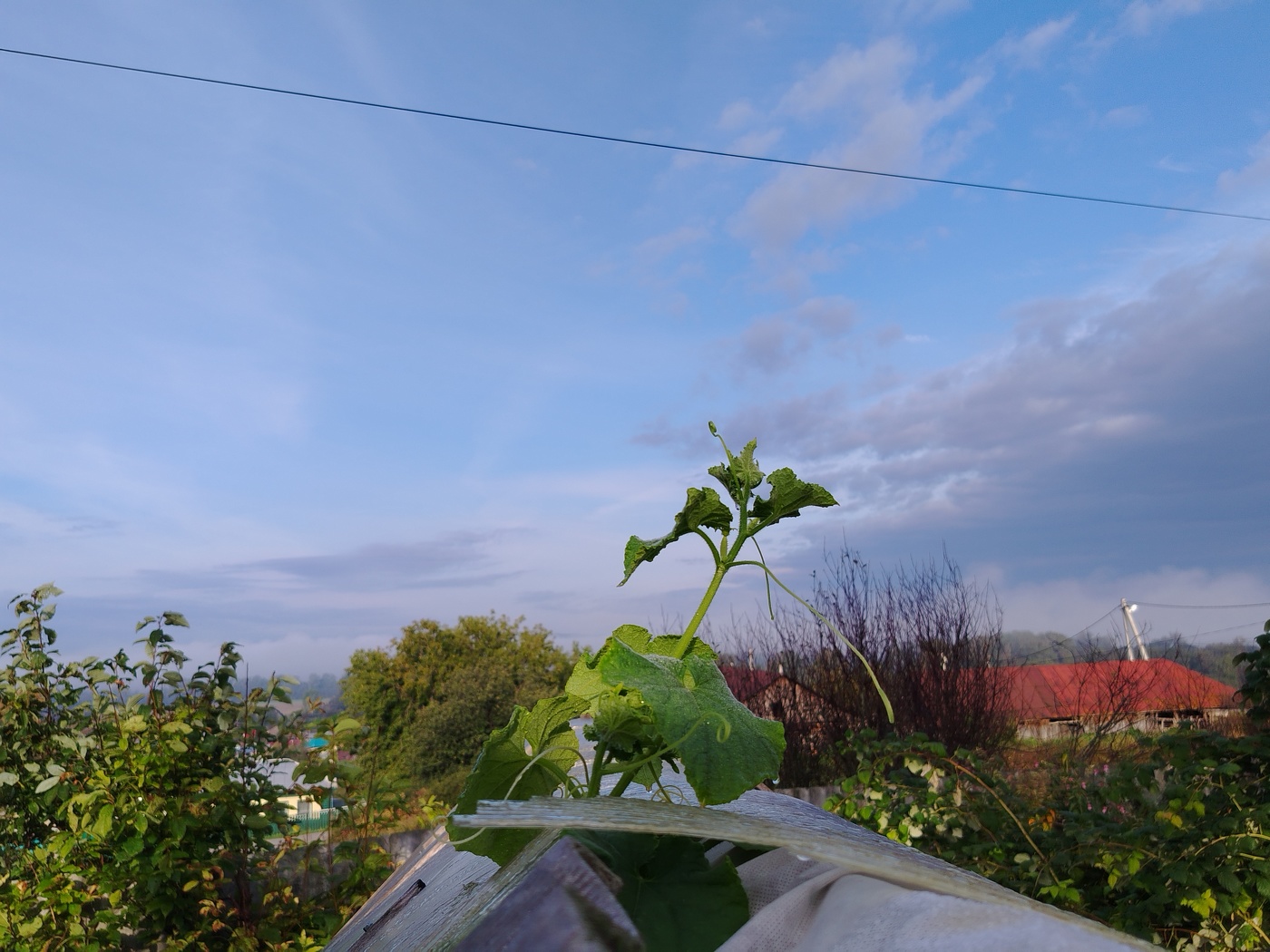 Свободу огурцам ! )