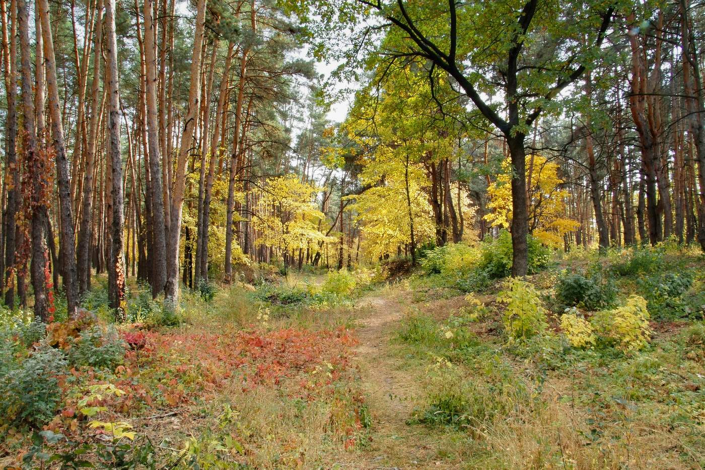 Осенний лес
