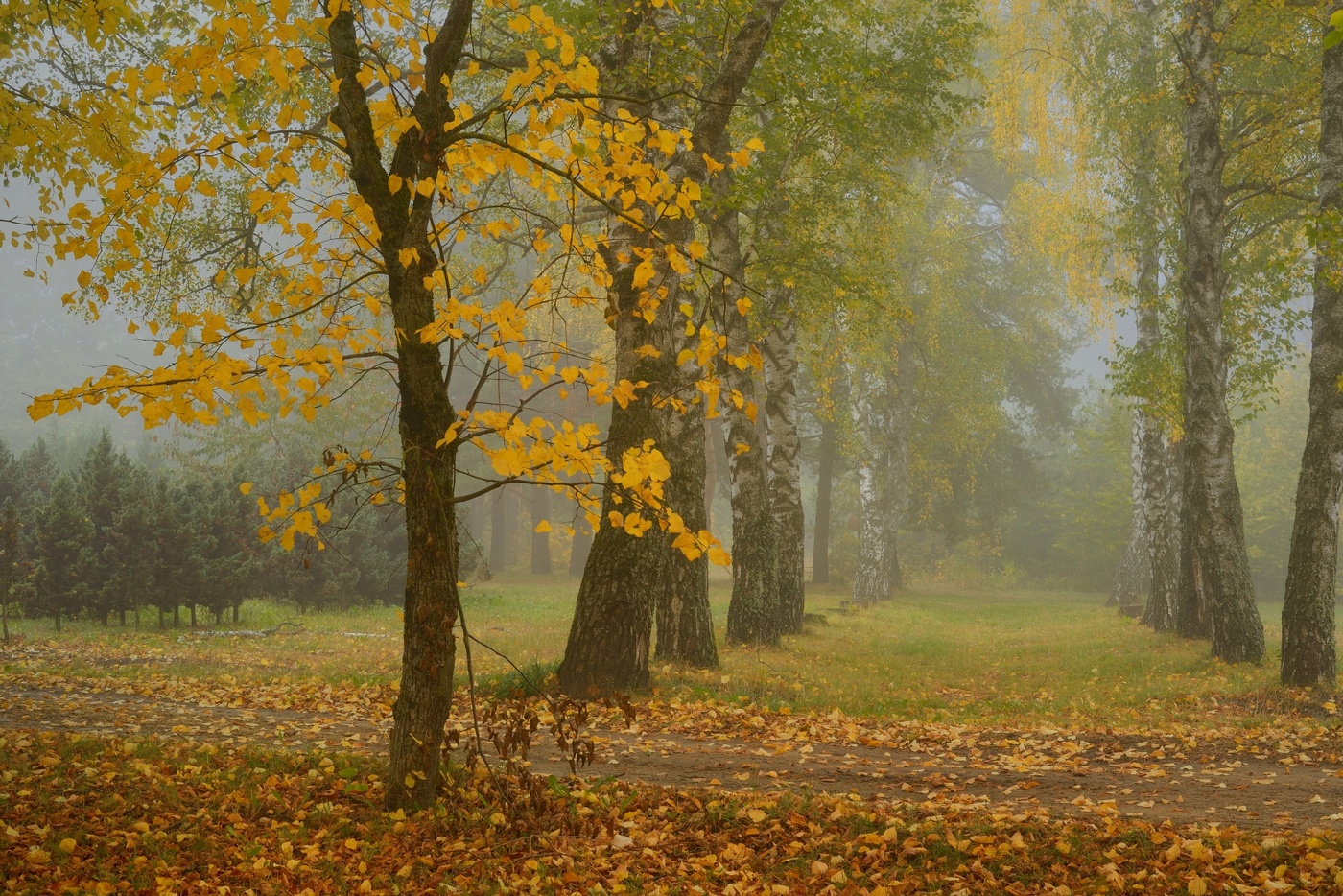 Туманное утро