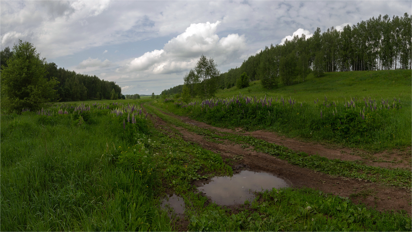 Пейзаж с люпинами