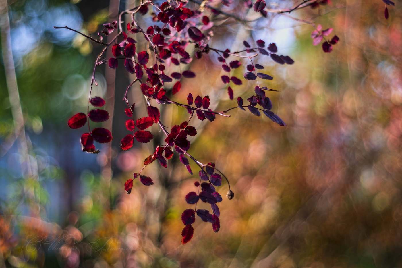 Сюжеты осени