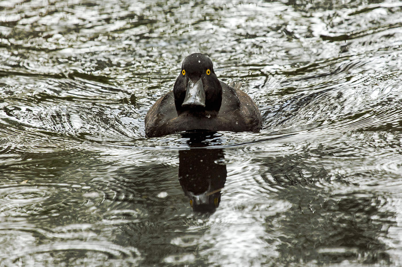 Лорд Вейдер