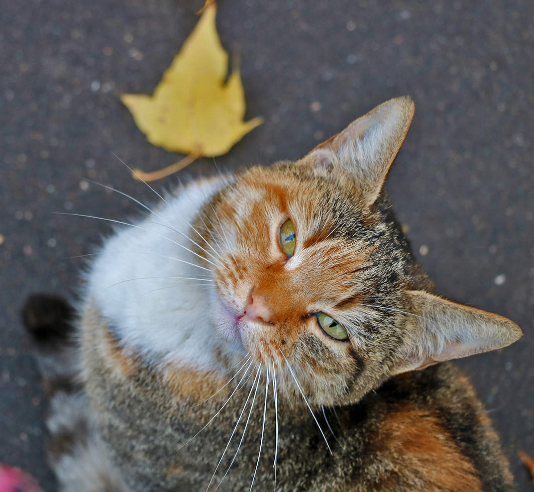 Киса-кокетка