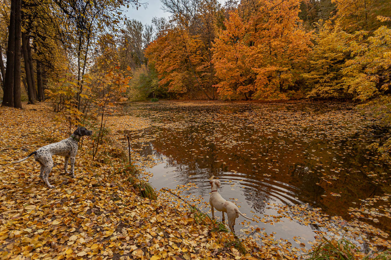 любование осенью