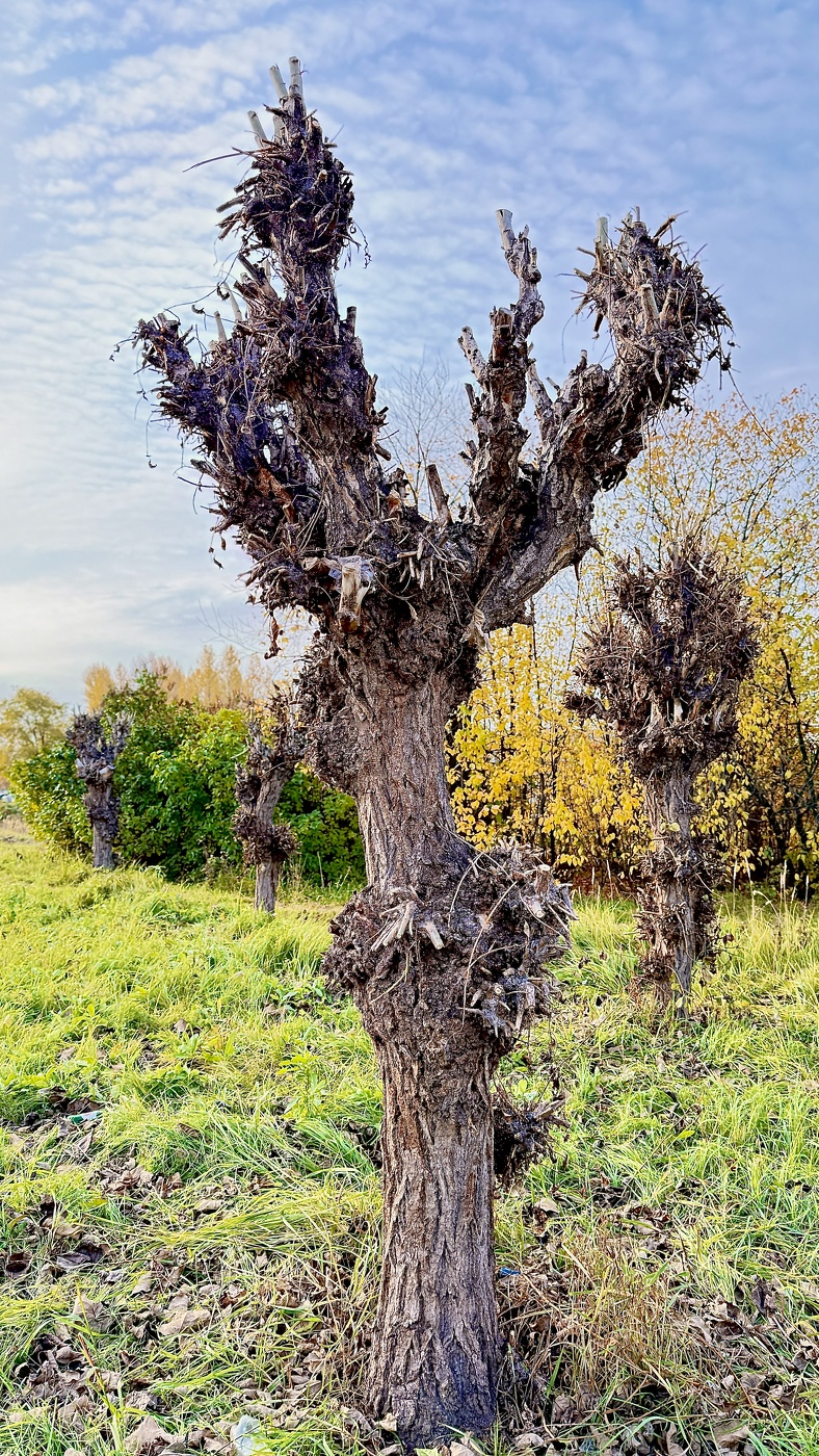 Осень на дворе