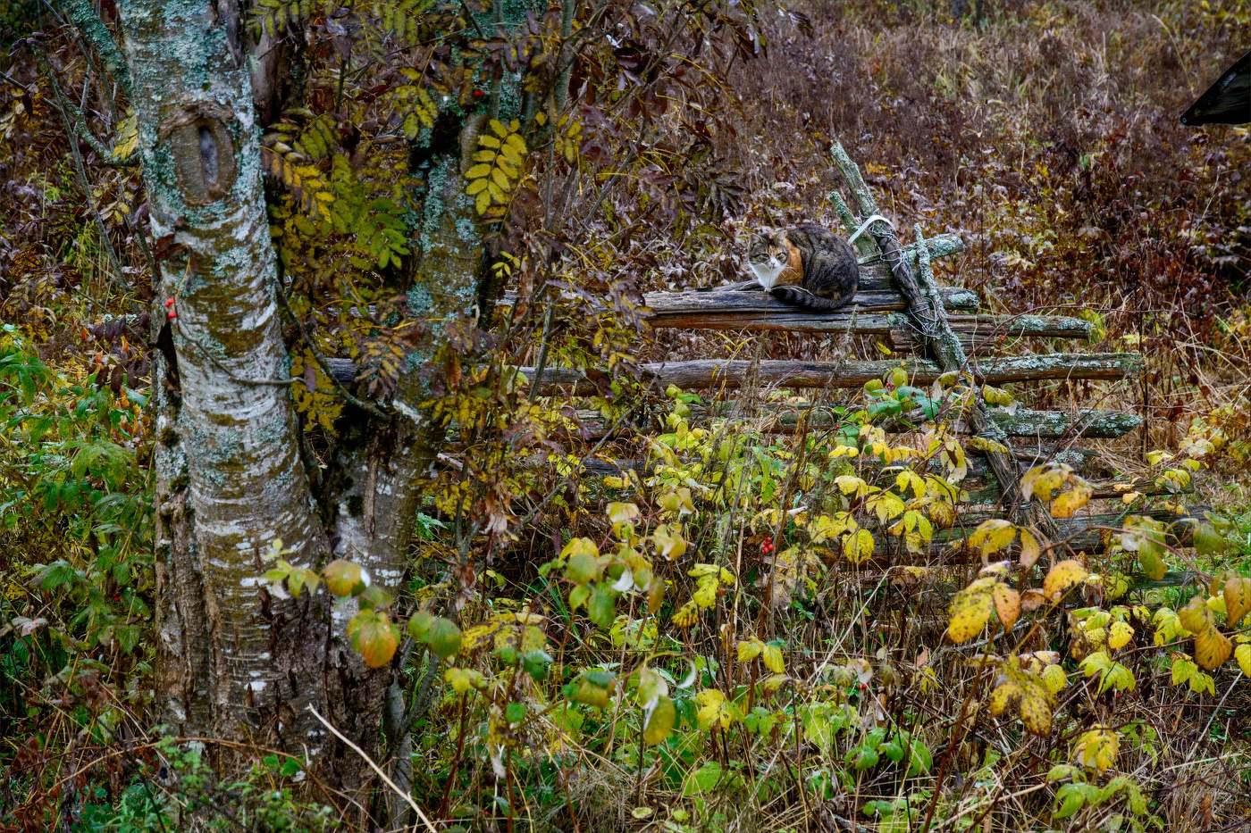 Жизнь вокруг