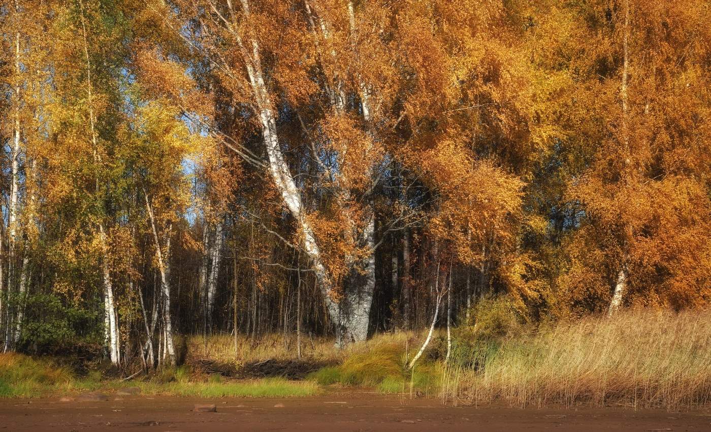 Рыжая осень.