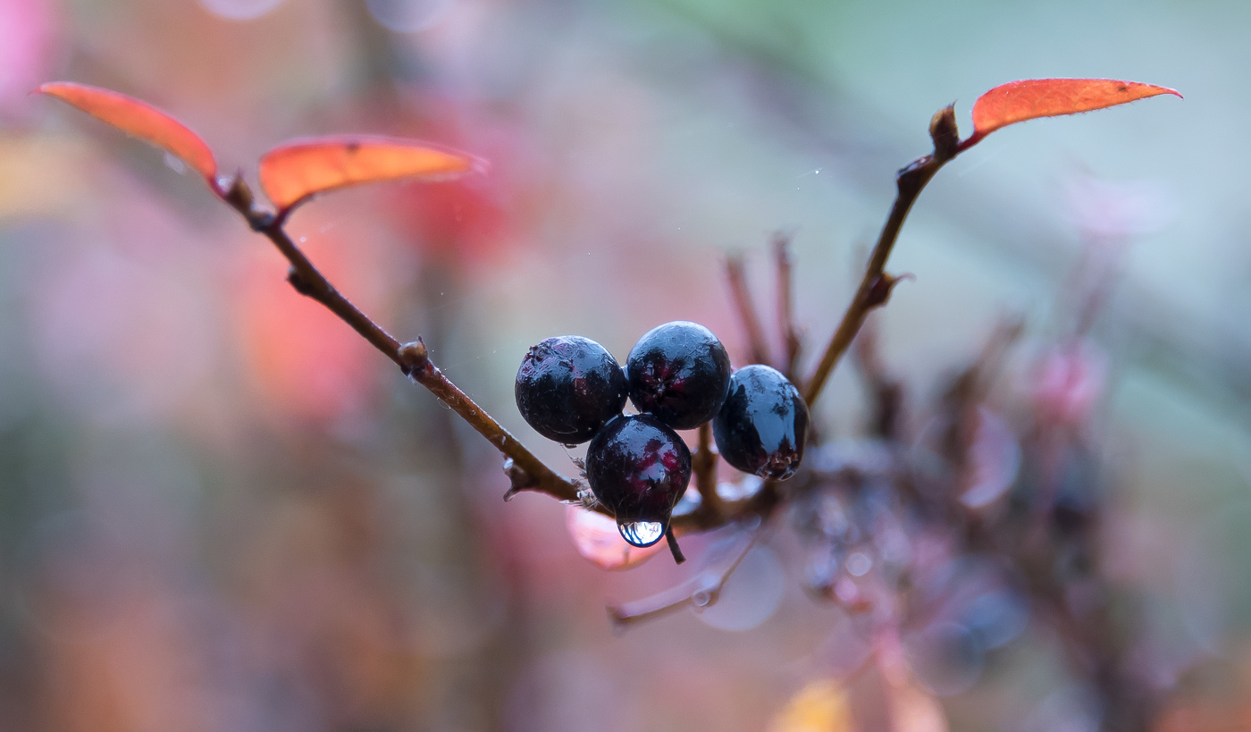 Подарок осени.