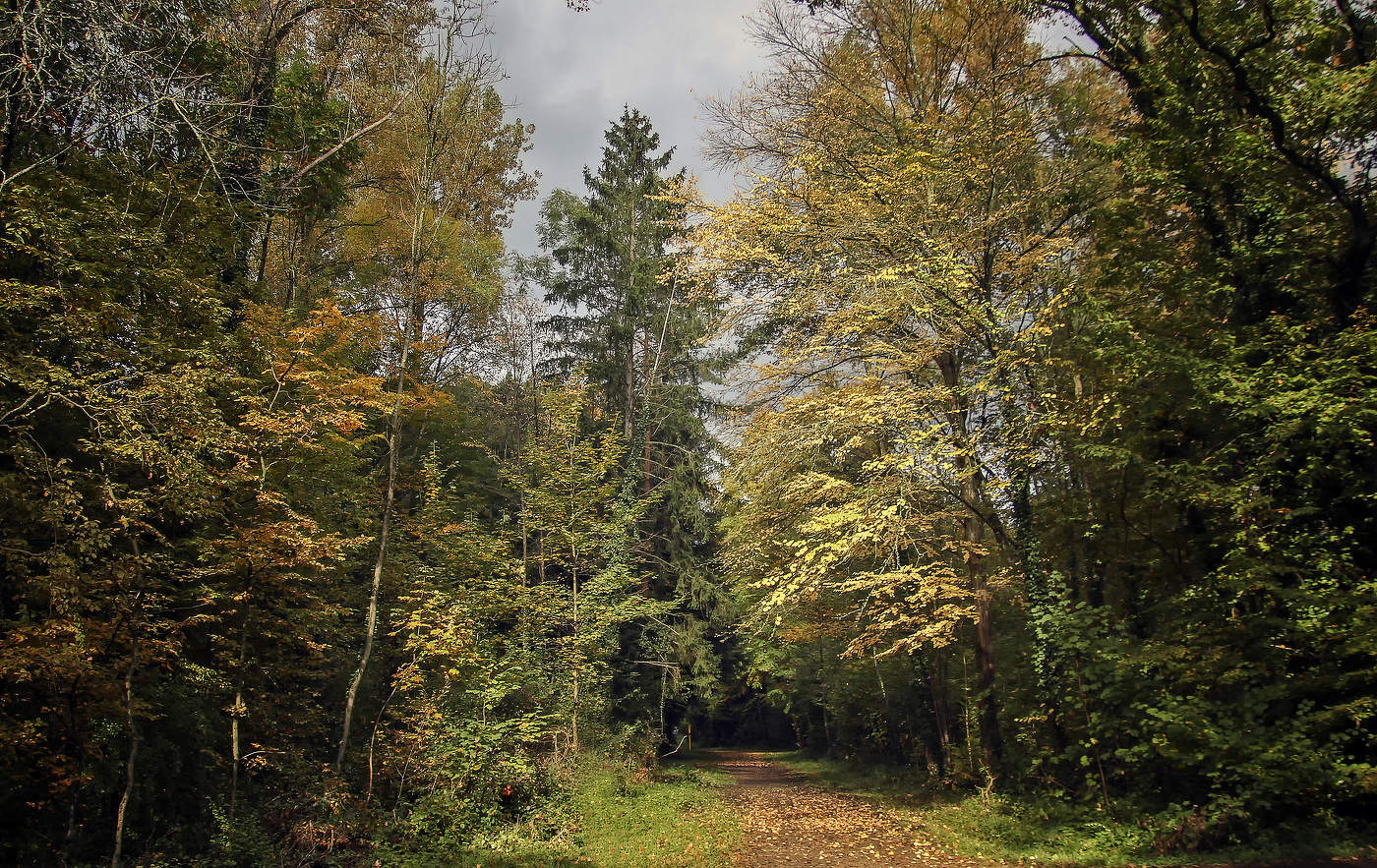 В лесопарке