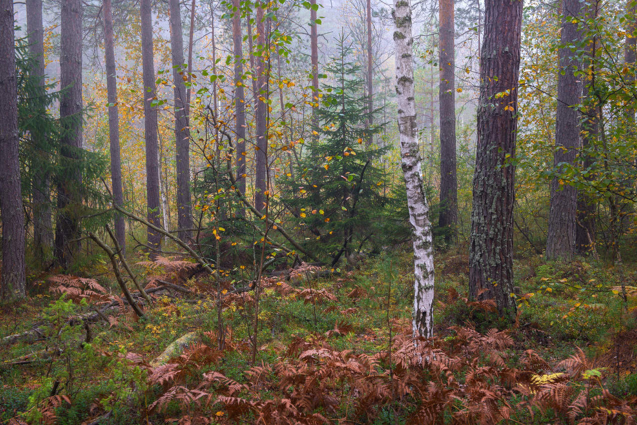 Остатки тумана в утреннем лесу.