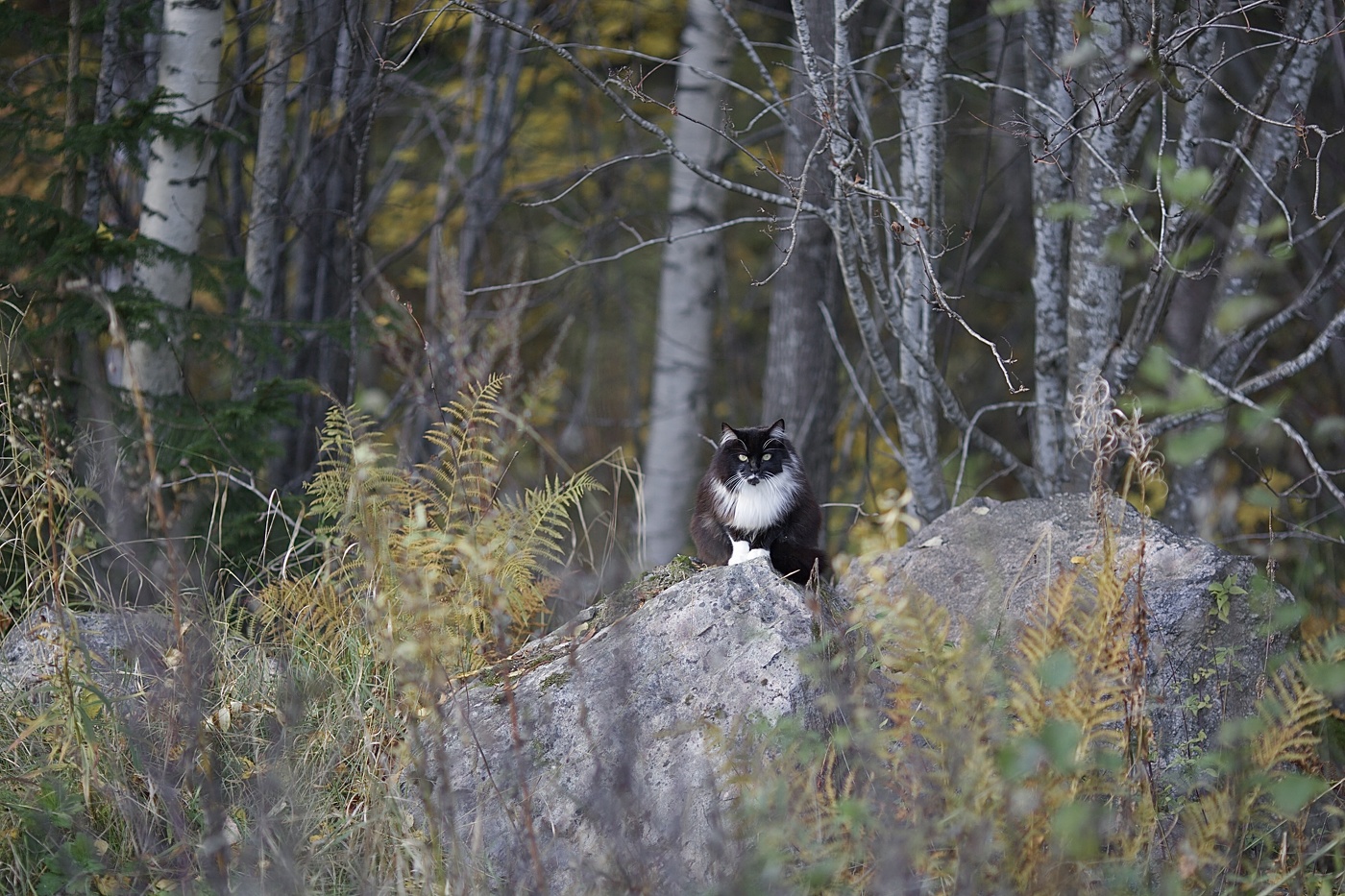 шведский городовой!
