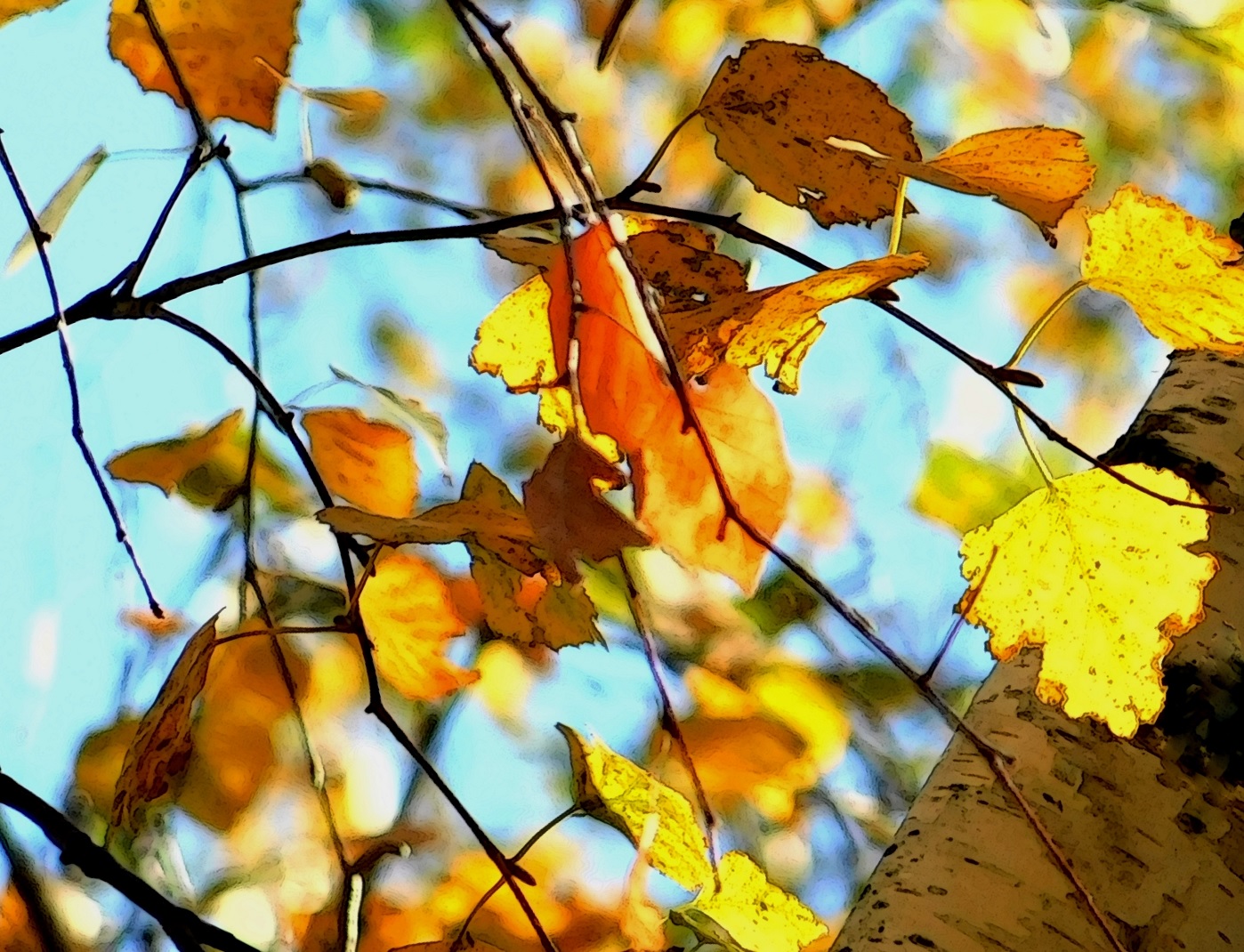 Осенние листья