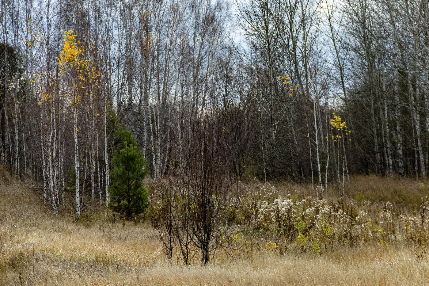 Последняя листва